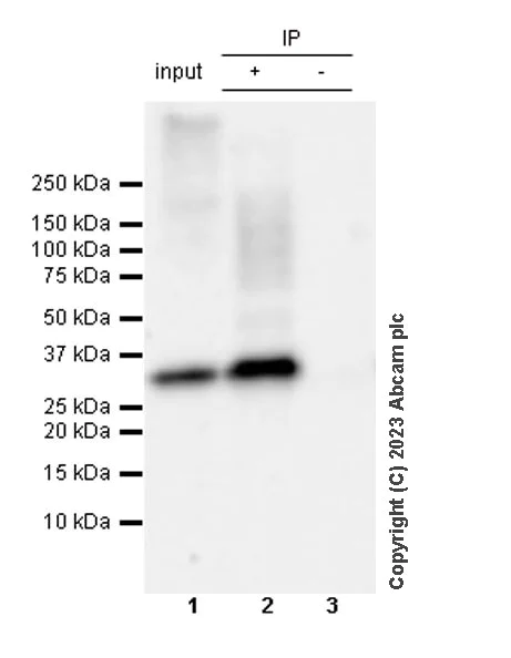 Immunoprecipitation - Anti-UCP1 antibody [RM1066] - BSA and Azide free (AB314240)