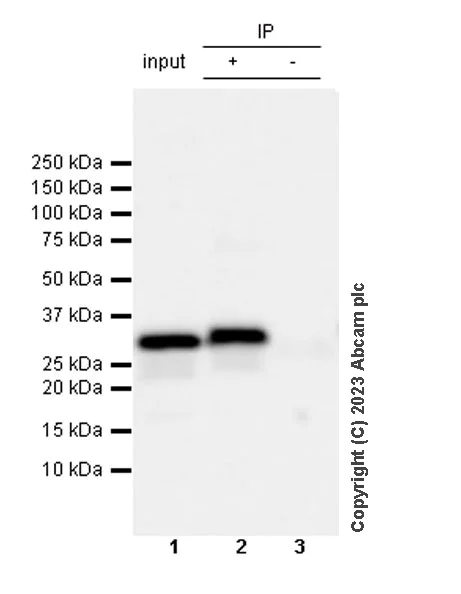 Immunoprecipitation - Anti-UCP1 antibody [RM1066] - BSA and Azide free (AB314240)