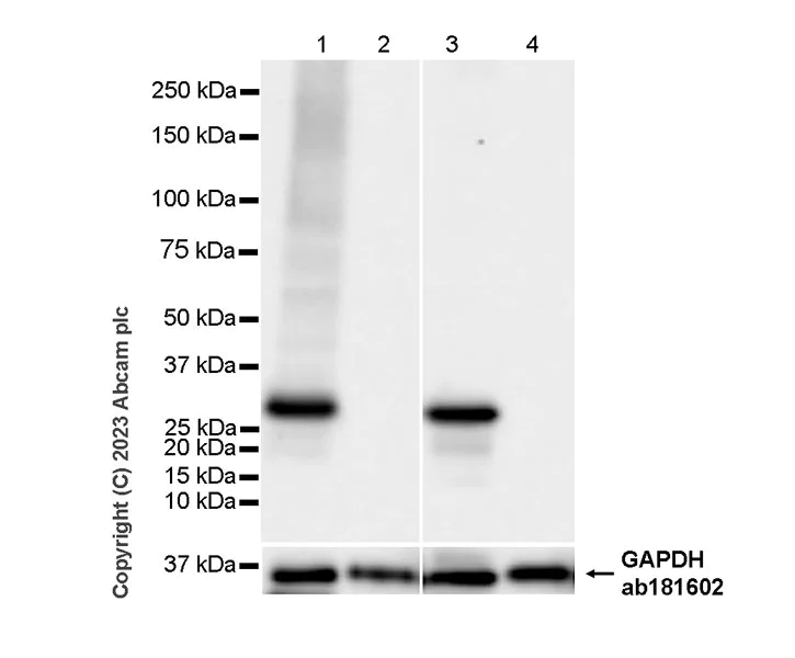 Western blot - Anti-UCP1 antibody [RM1066] - BSA and Azide free (AB314240)