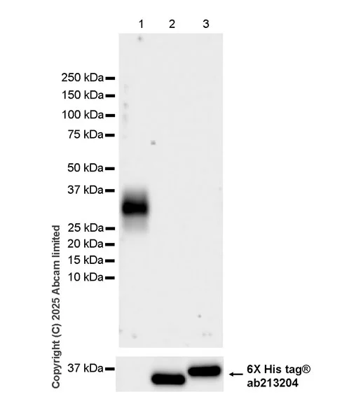 Western blot - Anti-UCP2 antibody [EPR30577-749] (AB325426)