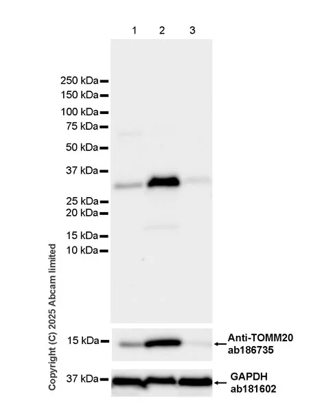 Western blot - Anti-UCP2 antibody [EPR30577-749] - BSA and Azide free (AB326075)