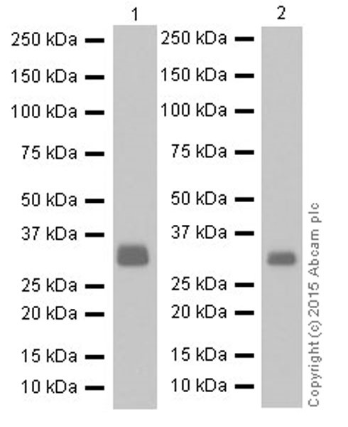 Western blot - Anti-UCP3 + UCP1 antibody [EPR19006] (AB193470), expandable thumbnail