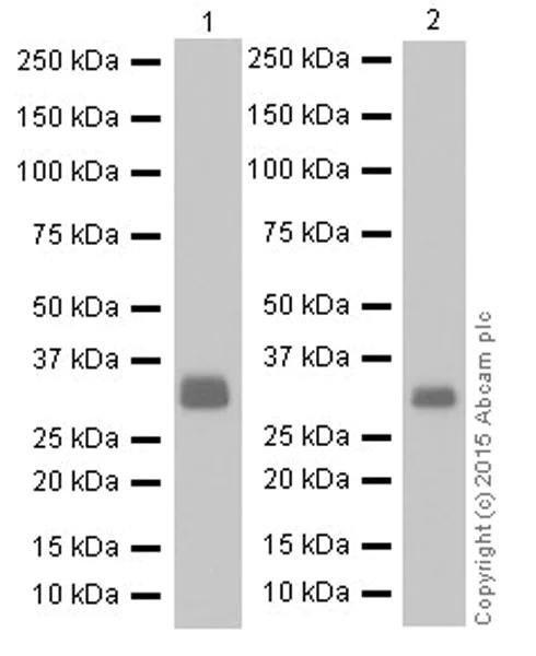 Western blot - Anti-UCP3+UCP1 antibody [EPR19006] - BSA and Azide free (AB251173)