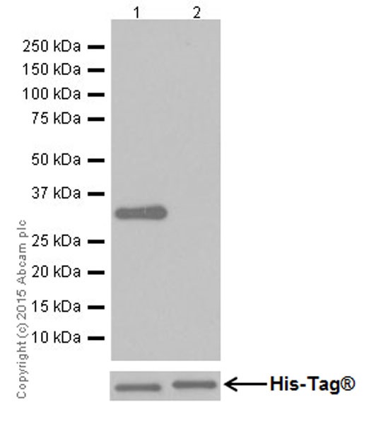 Western blot - Anti-UCP3+UCP1 antibody [EPR19006] - BSA and Azide free (AB251173)