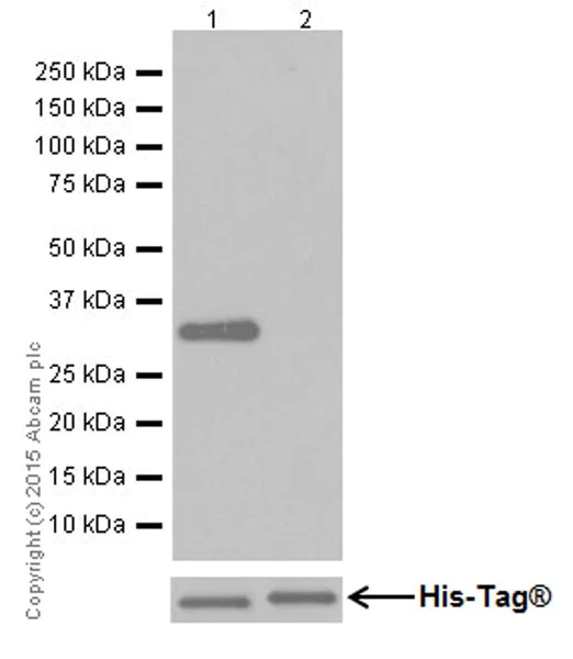 Western blot - Anti-UCP3+UCP1 antibody [EPR19006] - BSA and Azide free (AB251173)