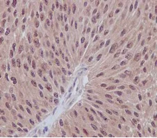 Immunohistochemistry (Formalin/PFA-fixed paraffin-embedded sections) - Anti-UFC1 antibody [EPR15014-102] (AB189252)