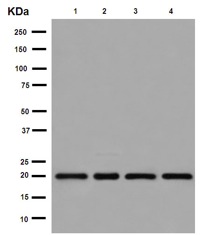 Western blot - Anti-UFC1 antibody [EPR15014-102] (AB189252), expandable thumbnail