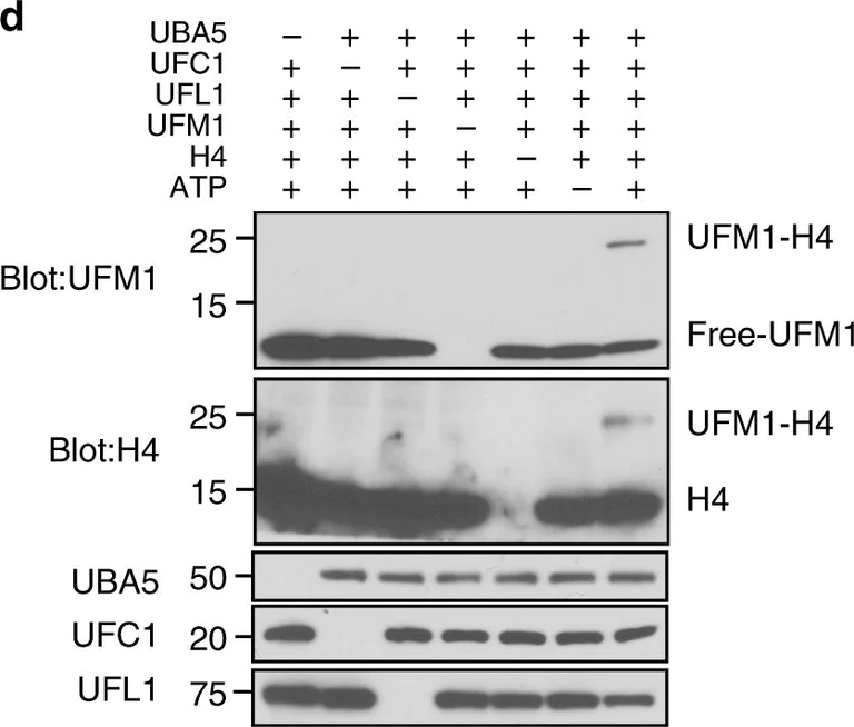 Western blot - Anti-UFC1 antibody [EPR15014-102] (AB189252)