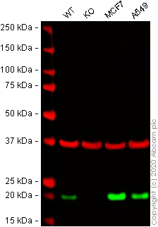 Western blot - Anti-UFC1 antibody [EPR15014] - BSA and Azide free (AB250983), expandable thumbnail