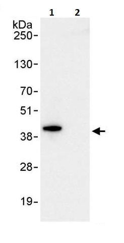 Immunoprecipitation - Anti-UFD1L antibody (AB264243), expandable thumbnail