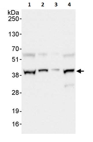 Western blot - Anti-UFD1L antibody (AB264243), expandable thumbnail