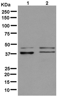 Western blot - Anti-UFD1L antibody [EPR12847] - BSA and Azide free (AB250330), expandable thumbnail