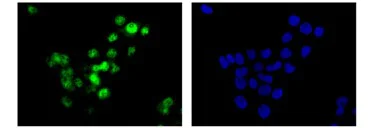Immunocytochemistry/ Immunofluorescence - Anti-UFD1L antibody [EPR12847] - N-terminal (AB181080)