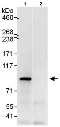 Immunoprecipitation - Anti-UFL1 antibody - C-terminal (AB226216), expandable thumbnail