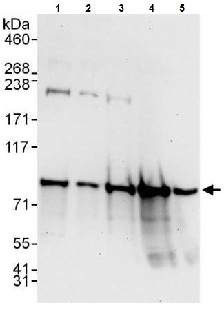 Western blot - Anti-UFL1 antibody - C-terminal (AB226216), expandable thumbnail