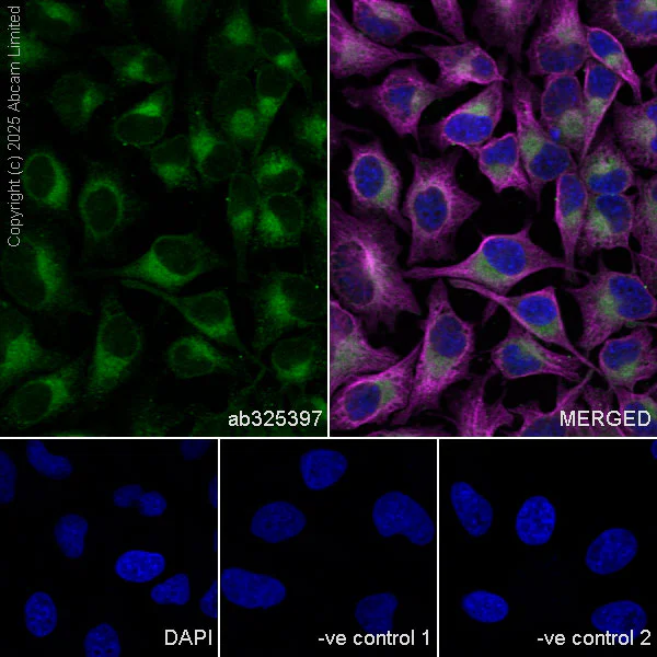 Immunocytochemistry/ Immunofluorescence - Anti-UFL1 antibody [EPR29684-84] (AB325397)