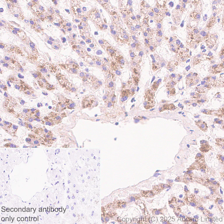Immunohistochemistry (Formalin/PFA-fixed paraffin-embedded sections) - Anti-UFL1 antibody [EPR29684-84] (AB325397)