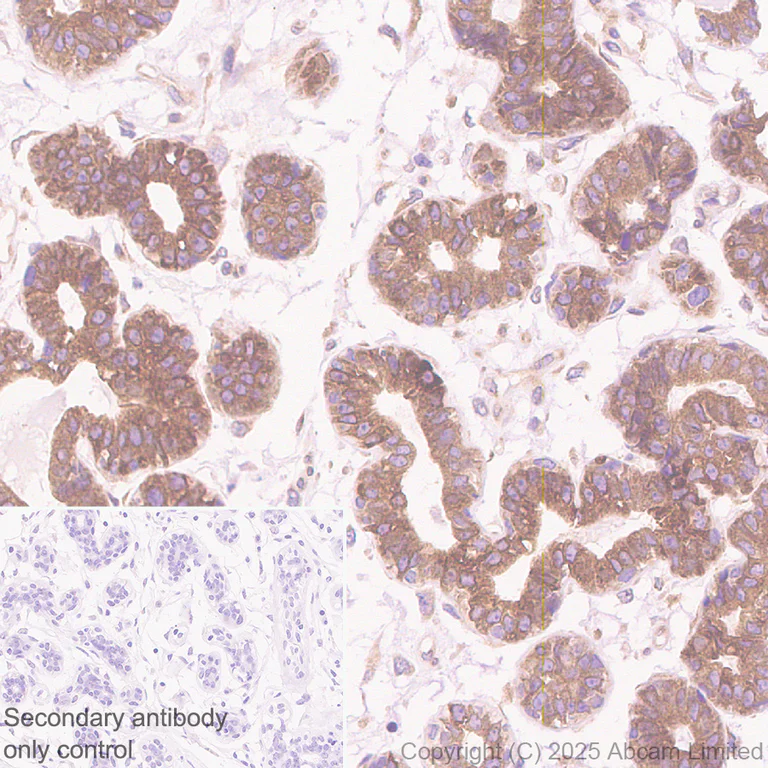 Immunohistochemistry (Formalin/PFA-fixed paraffin-embedded sections) - Anti-UFL1 antibody [EPR29684-84] (AB325397)