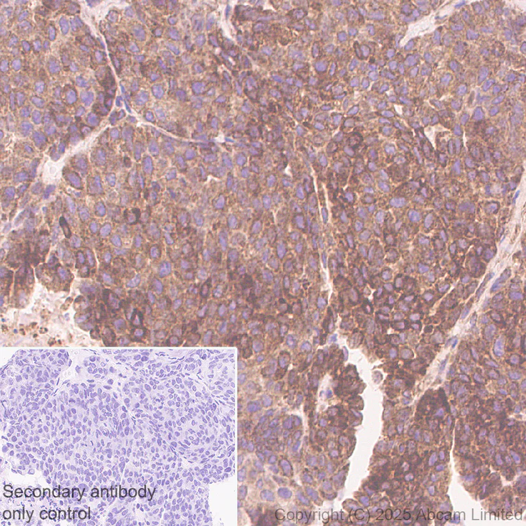 Immunohistochemistry (Formalin/PFA-fixed paraffin-embedded sections) - Anti-UFL1 antibody [EPR29684-84] (AB325397)