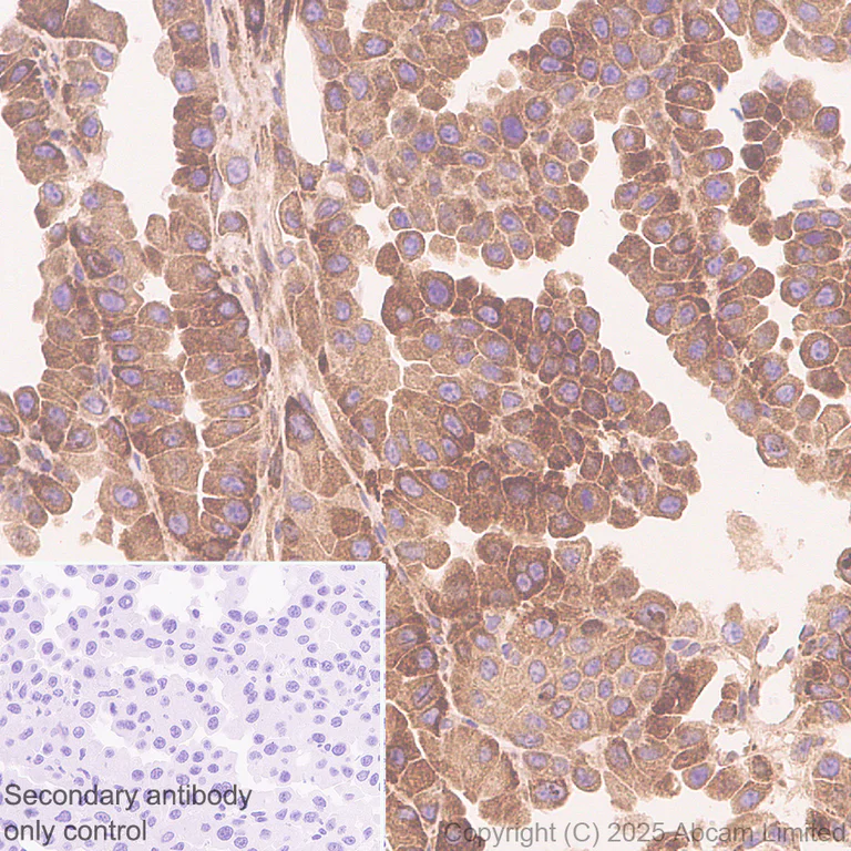 Immunohistochemistry (Formalin/PFA-fixed paraffin-embedded sections) - Anti-UFL1 antibody [EPR29684-84] (AB325397)