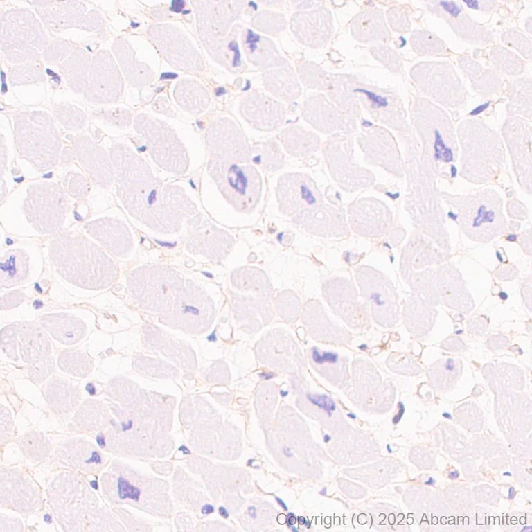 Immunohistochemistry (Formalin/PFA-fixed paraffin-embedded sections) - Anti-UFL1 antibody [EPR29684-84] (AB325397)