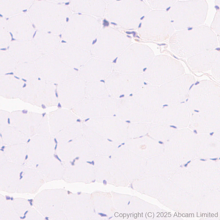 Immunohistochemistry (Formalin/PFA-fixed paraffin-embedded sections) - Anti-UFL1 antibody [EPR29684-84] (AB325397)