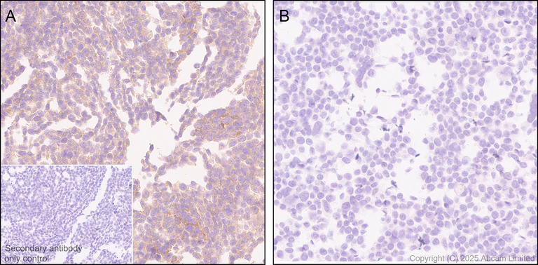 Immunohistochemistry (Formalin/PFA-fixed paraffin-embedded sections) - Anti-UFL1 antibody [EPR29684-84] (AB325397)