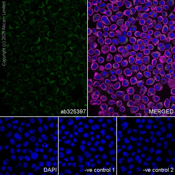 Immunocytochemistry/ Immunofluorescence - Anti-UFL1 antibody [EPR29684-84] - BSA and Azide free (AB325404)