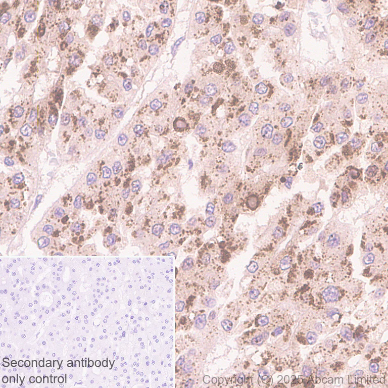 Immunohistochemistry (Formalin/PFA-fixed paraffin-embedded sections) - Anti-UFL1 antibody [EPR29684-84] - BSA and Azide free (AB325404)