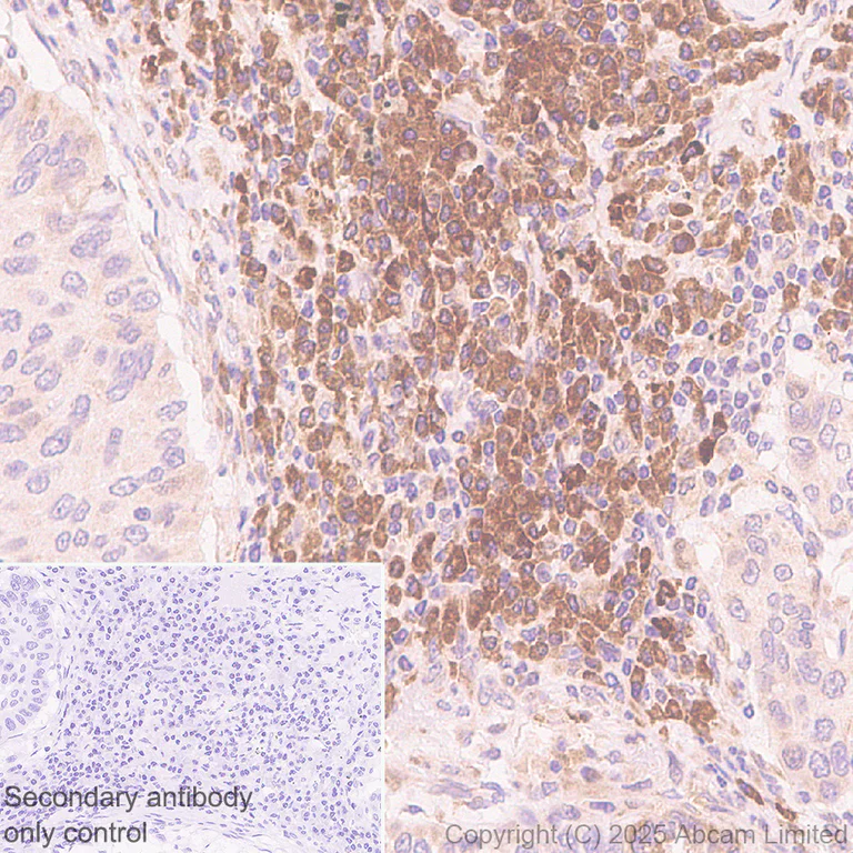 Immunohistochemistry (Formalin/PFA-fixed paraffin-embedded sections) - Anti-UFL1 antibody [EPR29684-84] - BSA and Azide free (AB325404)