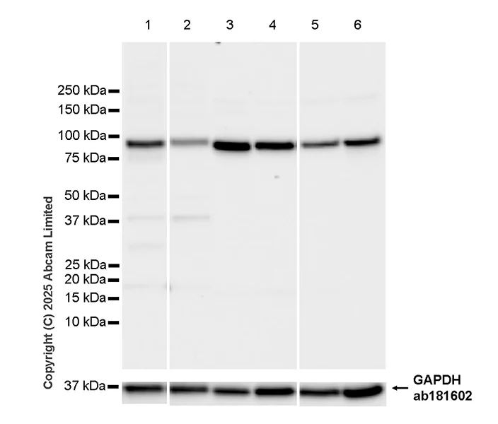 Western blot - Anti-UFL1 antibody [EPR29684-84] - BSA and Azide free (AB325404)