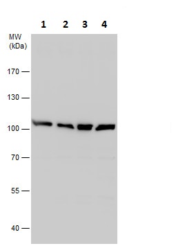 Western blot - Anti-UFL1 antibody - N-terminal (AB227506)