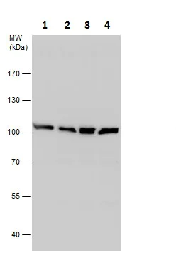 Western blot - Anti-UFL1 antibody - N-terminal (AB227506)
