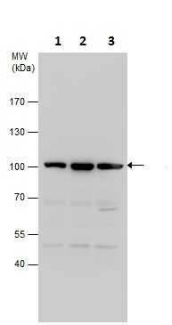 Western blot - Anti-UFL1 antibody - N-terminal (AB227506)