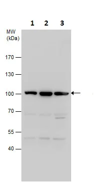 Western blot - Anti-UFL1 antibody - N-terminal (AB227506)