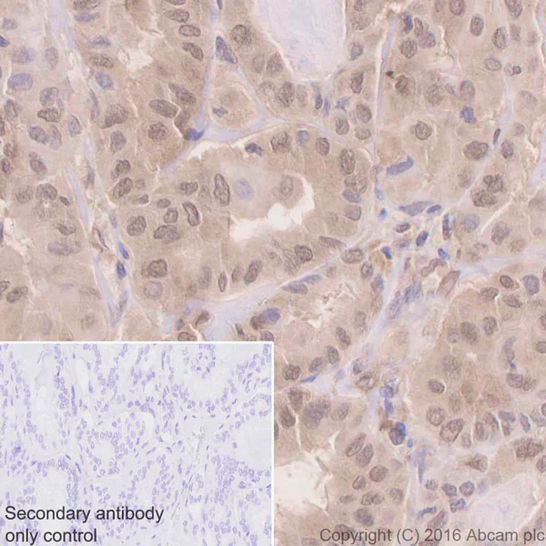 Immunohistochemistry (Formalin/PFA-fixed paraffin-embedded sections) - Anti-UFM1 antibody [EPR4264(2)] (AB109305)
