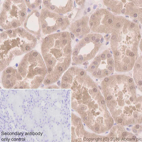 Immunohistochemistry (Formalin/PFA-fixed paraffin-embedded sections) - Anti-UFM1 antibody [EPR4264(2)] (AB109305)