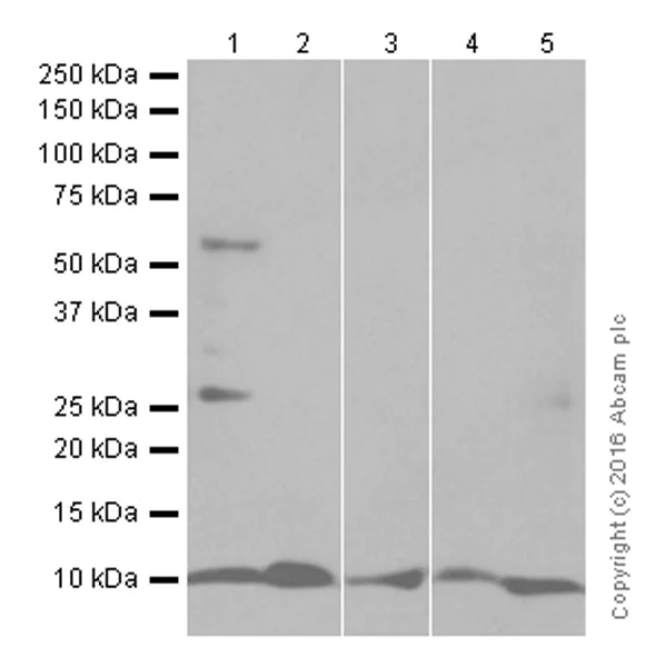 Western blot - Anti-UFM1 antibody [EPR4264(2)] (AB109305)