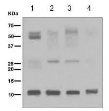 Western blot - Anti-UFM1 antibody [EPR4264(2)] (AB109305)