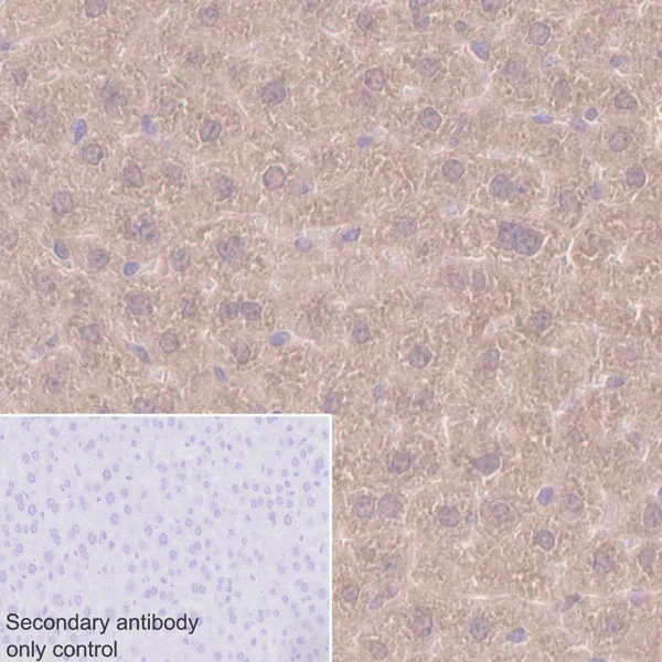 Immunohistochemistry (Formalin/PFA-fixed paraffin-embedded sections) - Anti-UFM1 antibody [EPR4264(2)] - BSA and Azide free (AB232570)
