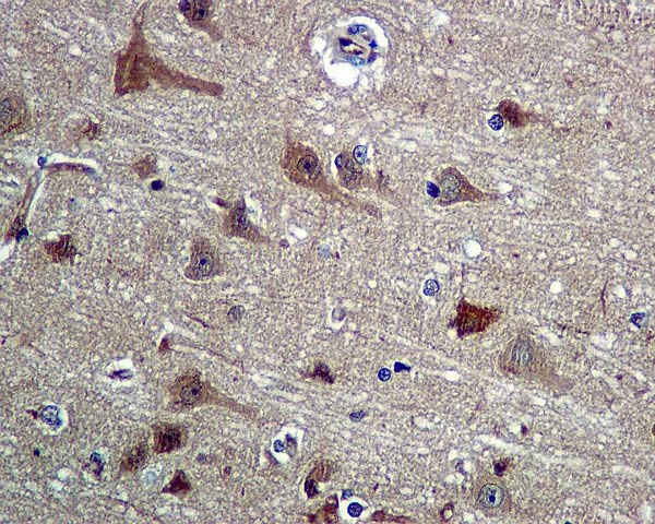 Immunohistochemistry (Formalin/PFA-fixed paraffin-embedded sections) - Anti-UFM1 antibody [EPR4264(2)] - BSA and Azide free (AB232570)