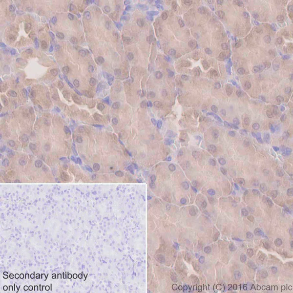 Immunohistochemistry (Formalin/PFA-fixed paraffin-embedded sections) - Anti-UFM1 antibody [EPR4264(2)] - BSA and Azide free (AB232570)