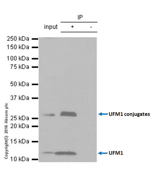 Immunoprecipitation - Anti-UFM1 antibody [EPR4264(2)] - BSA and Azide free (AB232570)
