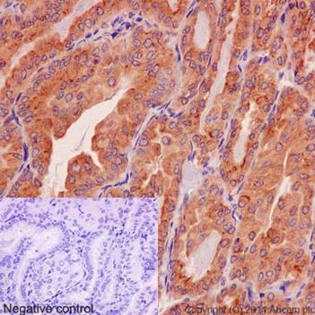 Immunohistochemistry (Formalin/PFA-fixed paraffin-embedded sections) - Anti-UFSP2 antibody [EP13424-49] (AB192597)