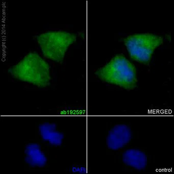 Immunocytochemistry/ Immunofluorescence - Anti-UFSP2 antibody [EP13424-49] - BSA and Azide free (AB284848)