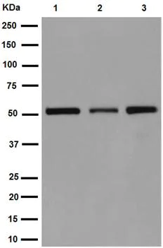 Western blot - Anti-UFSP2 antibody [EP13424-49] - BSA and Azide free (AB284848)