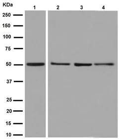 Western blot - Anti-UFSP2 antibody [EP13424-49] - BSA and Azide free (AB284848)