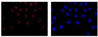 Immunocytochemistry/ Immunofluorescence - Anti-UFSP2 antibody [EPR13424] (AB185965)