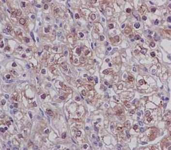 Immunohistochemistry (Formalin/PFA-fixed paraffin-embedded sections) - Anti-UFSP2 antibody [EPR13424] (ab185965), expandable thumbnail
