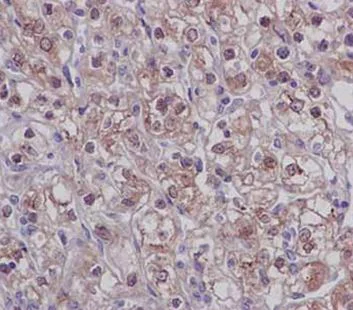 Immunohistochemistry (Formalin/PFA-fixed paraffin-embedded sections) - Anti-UFSP2 antibody [EPR13424] (AB185965)